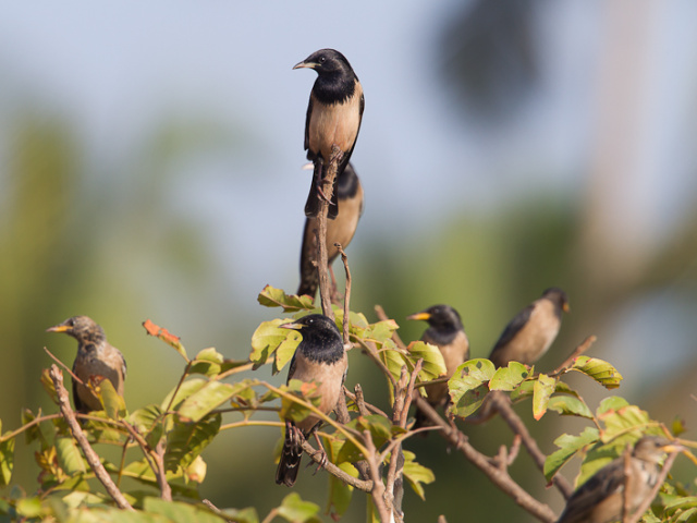 Vogels India
