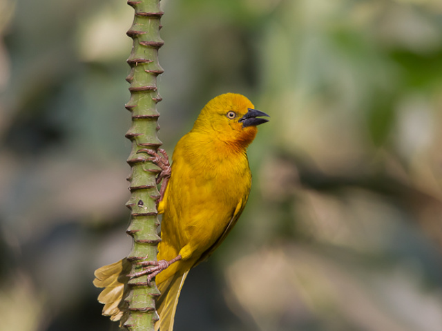 Vogels Namibië