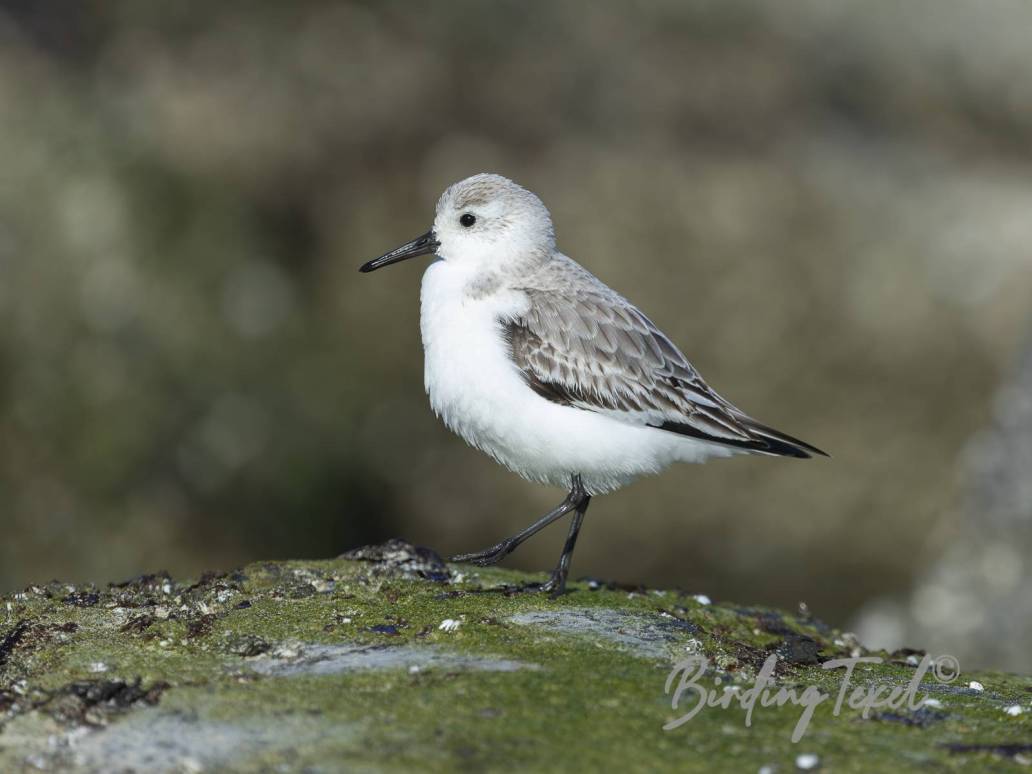 Drieteenstrandloper | Sanderling (Calidris alba) Texel 19032025