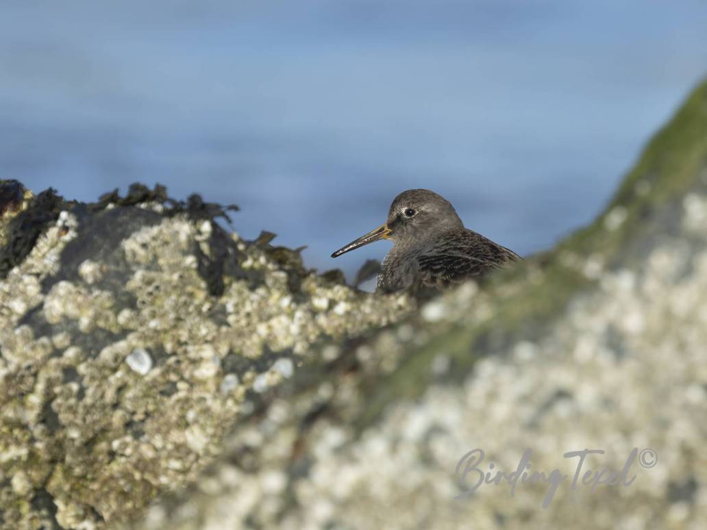 Paarse Strandloper | Purple Sandpiper (Calidris maritima)  Texel 19032025