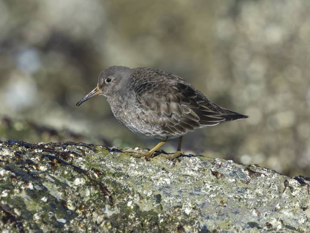 Paarse Strandloper | Purple Sandpiper (Calidris maritima)  Texel 19032025