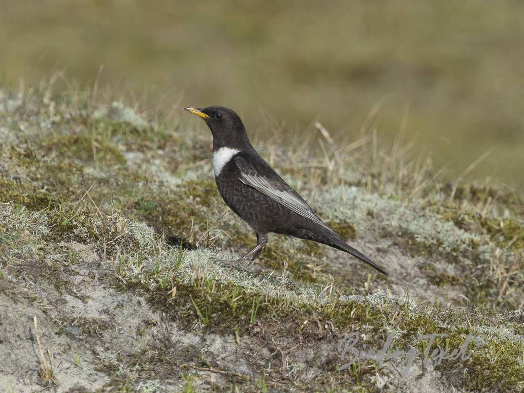 Beflijster | Ring Ouzel (Turdus torquatus) ♂, Texel 13042025