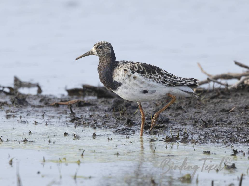 Kemphaan | Ruff (Calidris pugnax) ♂, Texel 14042025