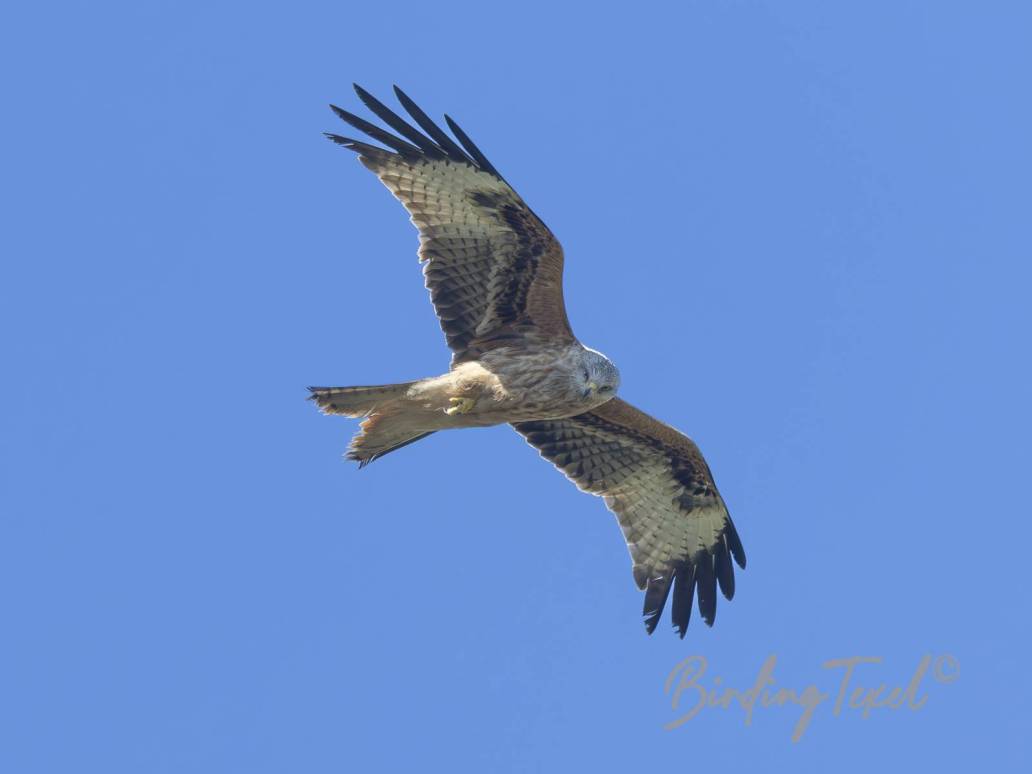 Rode Wouw | Red Kite (Milvus milvus) Texel 01042025