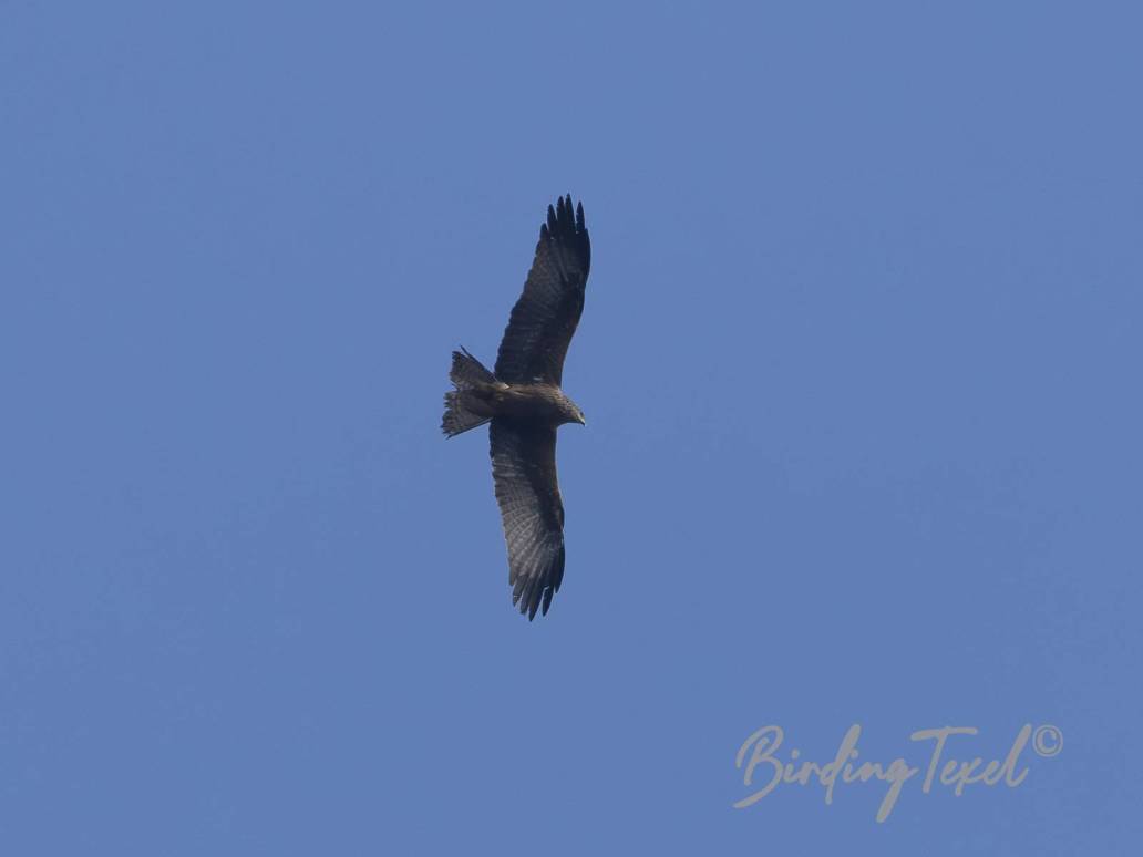Zwarte Wouw | Black Kite (Milvus migrans) Texel 13042025