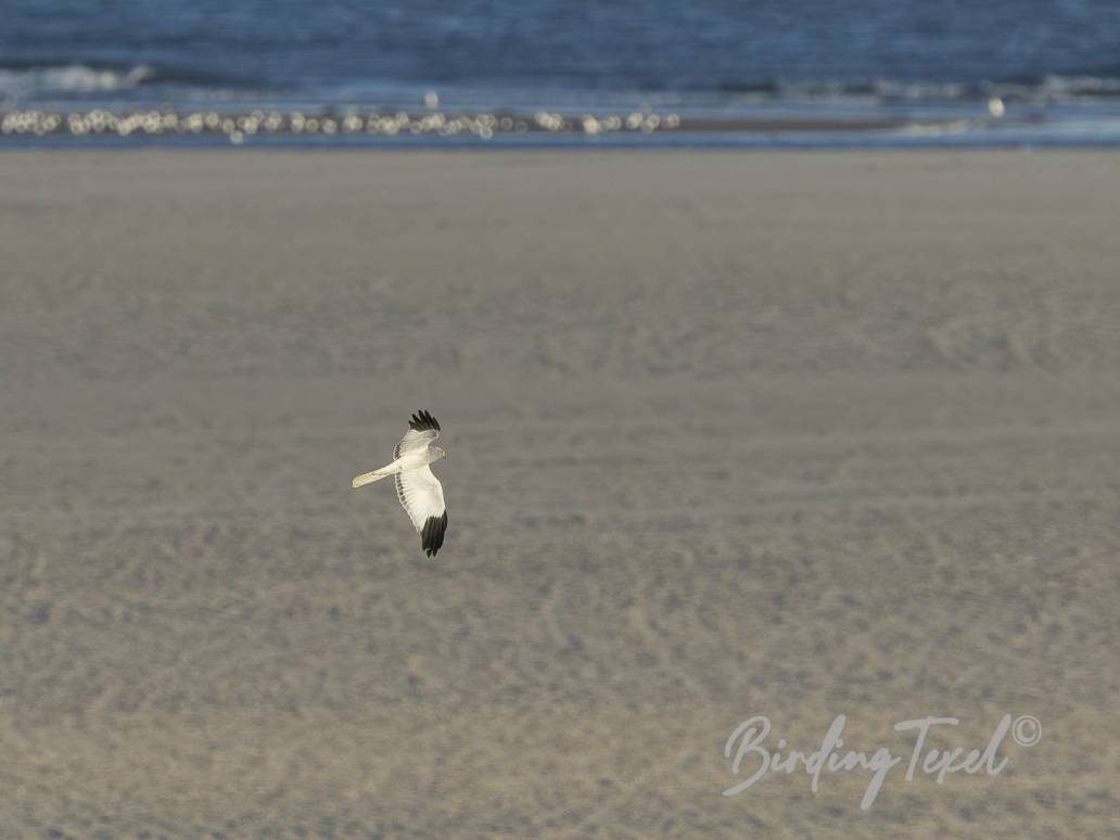 Blauwe Kiekendief | Hen Harrier (Circus cyaneus) ad ♂, Texel 12052025