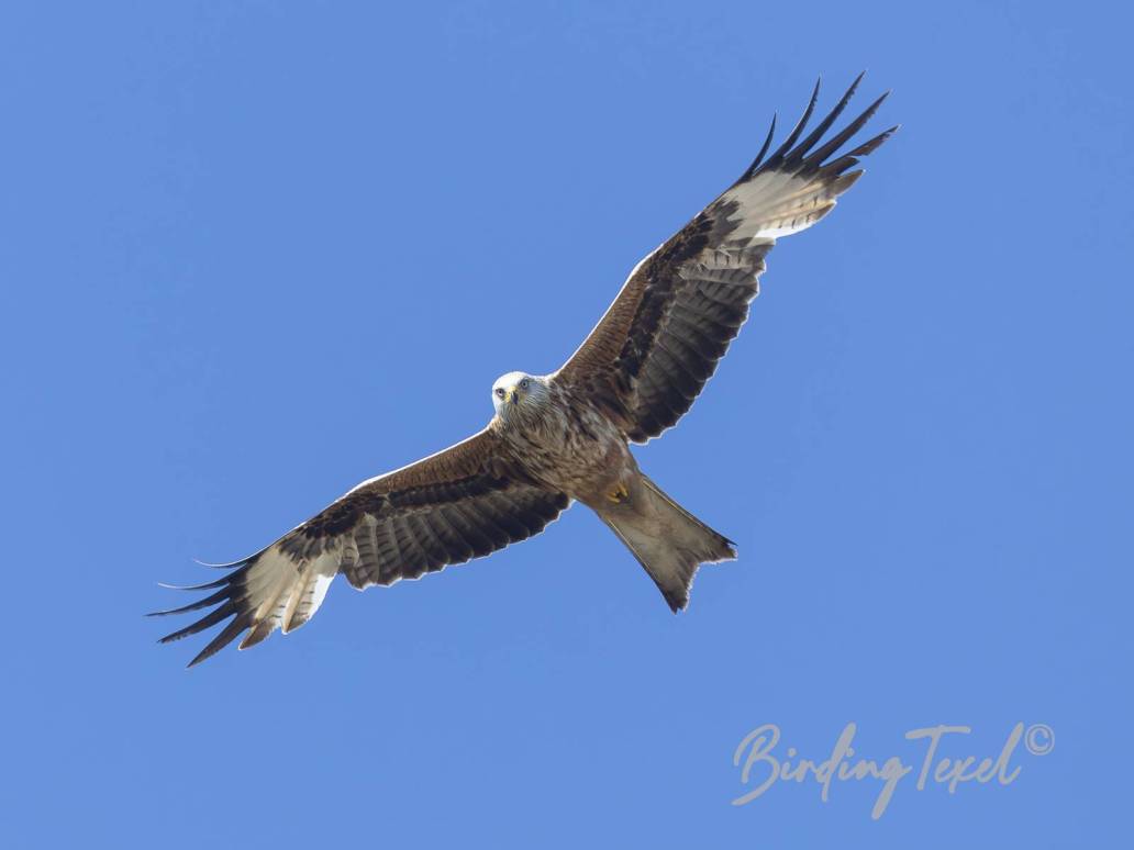 Rode Wouw | Red Kite (Milvus milvus) Texel 11052025
