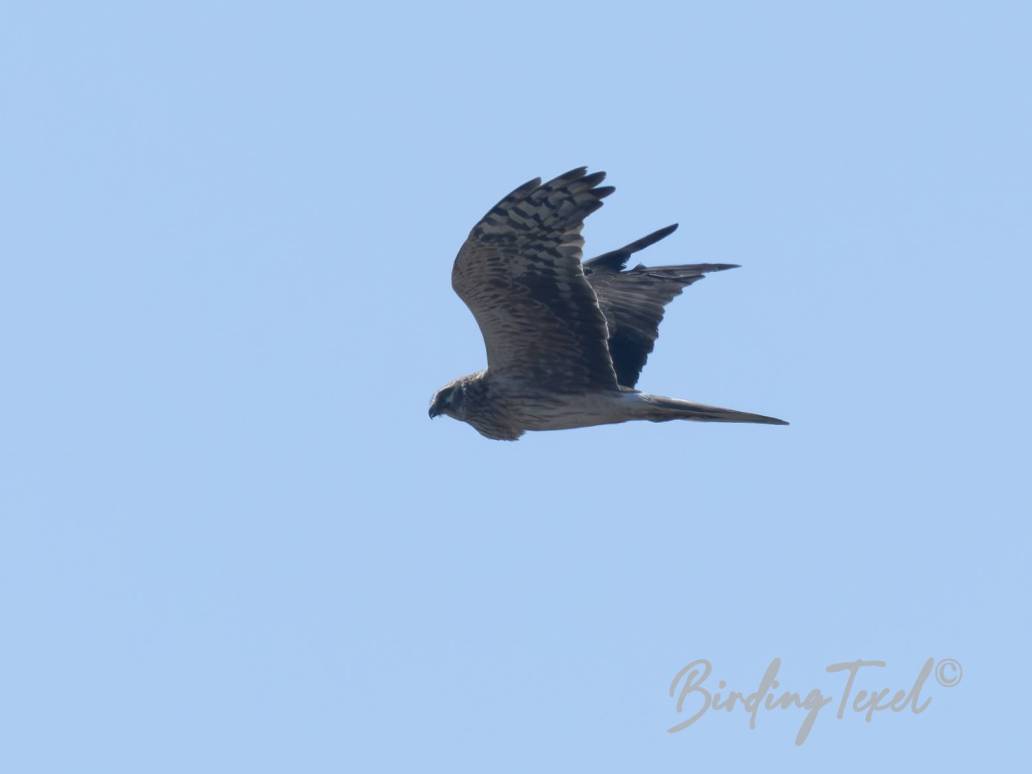 Steppekiekendief | Pallid Harrier (Circus macrourus) ad ♀, Texel 11052025