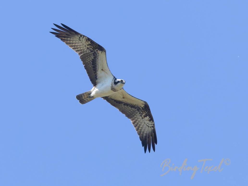 Visarend | Osprey (Pandion haliaetus) Texel 11052025