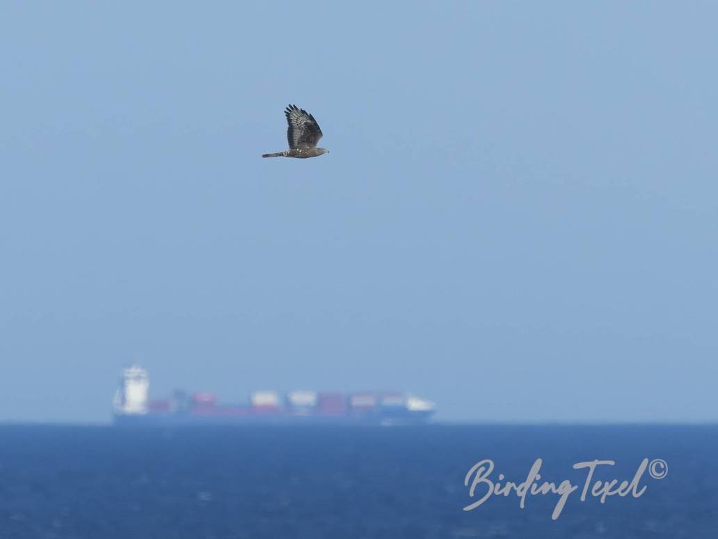 Wespendief | Honey Buzzard (Pernis apivorus) ad ♂, Texel 12052025