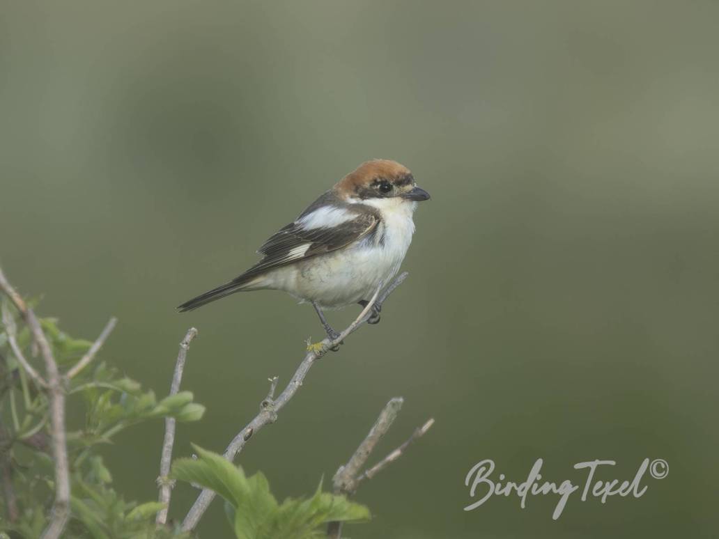 Roodkopklauwier | Woodchat Shrike (Lanius senator) 2cy ♀, Texel 29052025