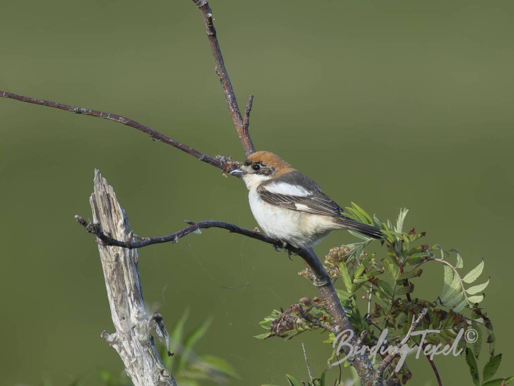 Roodkopklauwier | Woodchat Shrike (Lanius senator) 2cy ♀, Texel 29052025