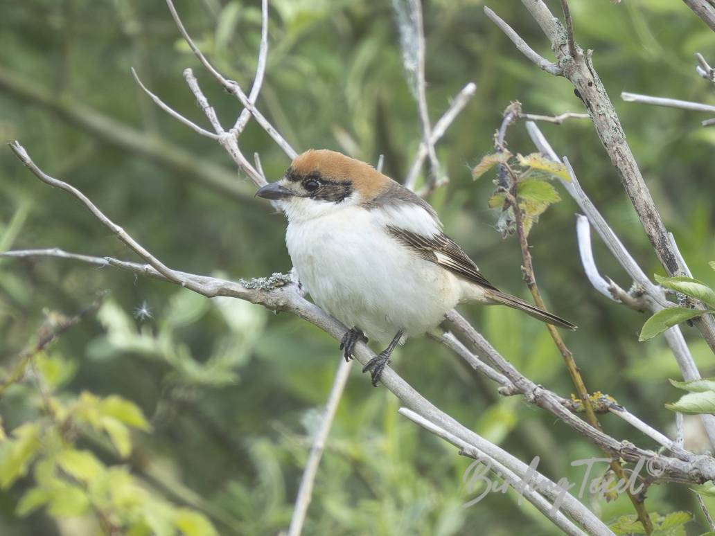 Roodkopklauwier | Woodchat Shrike (Lanius senator) 2cy ♀, Texel 29052025