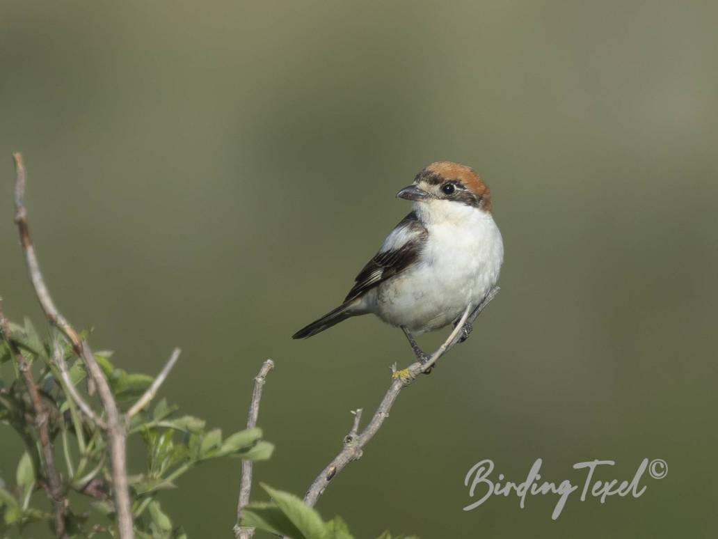 Roodkopklauwier | Woodchat Shrike (Lanius senator) 2cy ♀, Texel 29052025