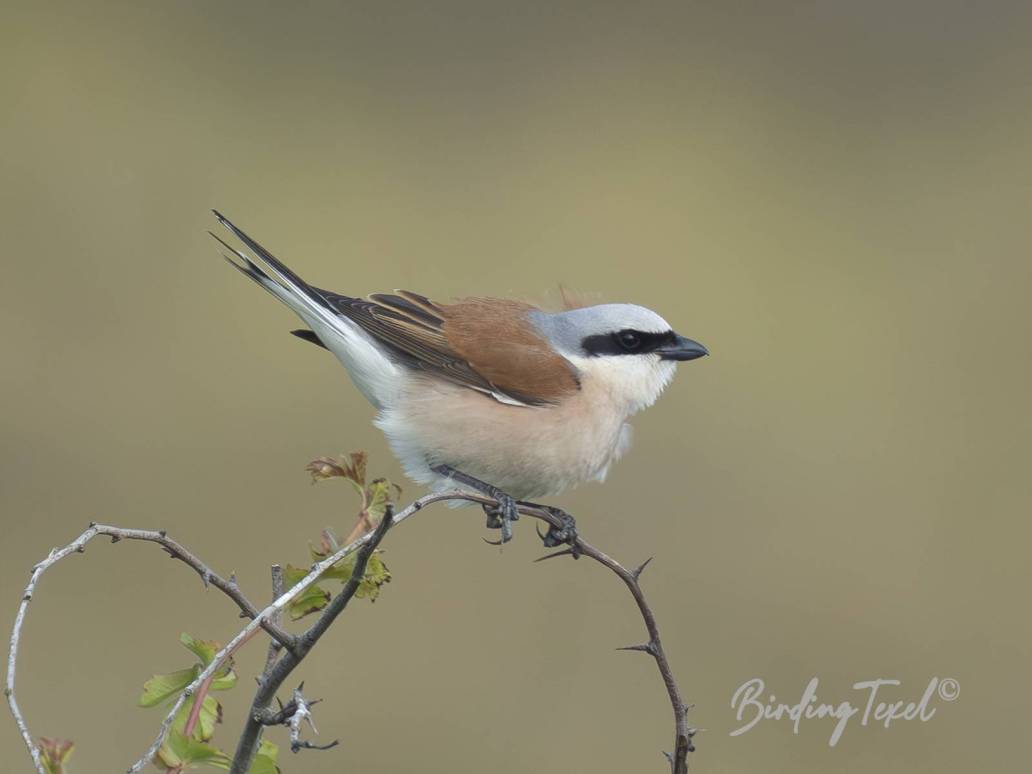 Grauwe Klauwier | Red-backed Shrike (Lanius collurio) ♂, Texel 02062025Schaarse doortrekker | Uncommon migratory bird