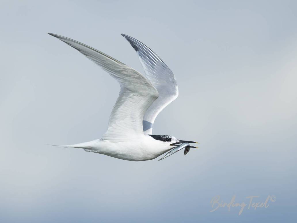 Grote Stern | Sandwich Tern (Sterna sandvicensis)  Texel 07062025Algemene broedvogel | Common breeding bird