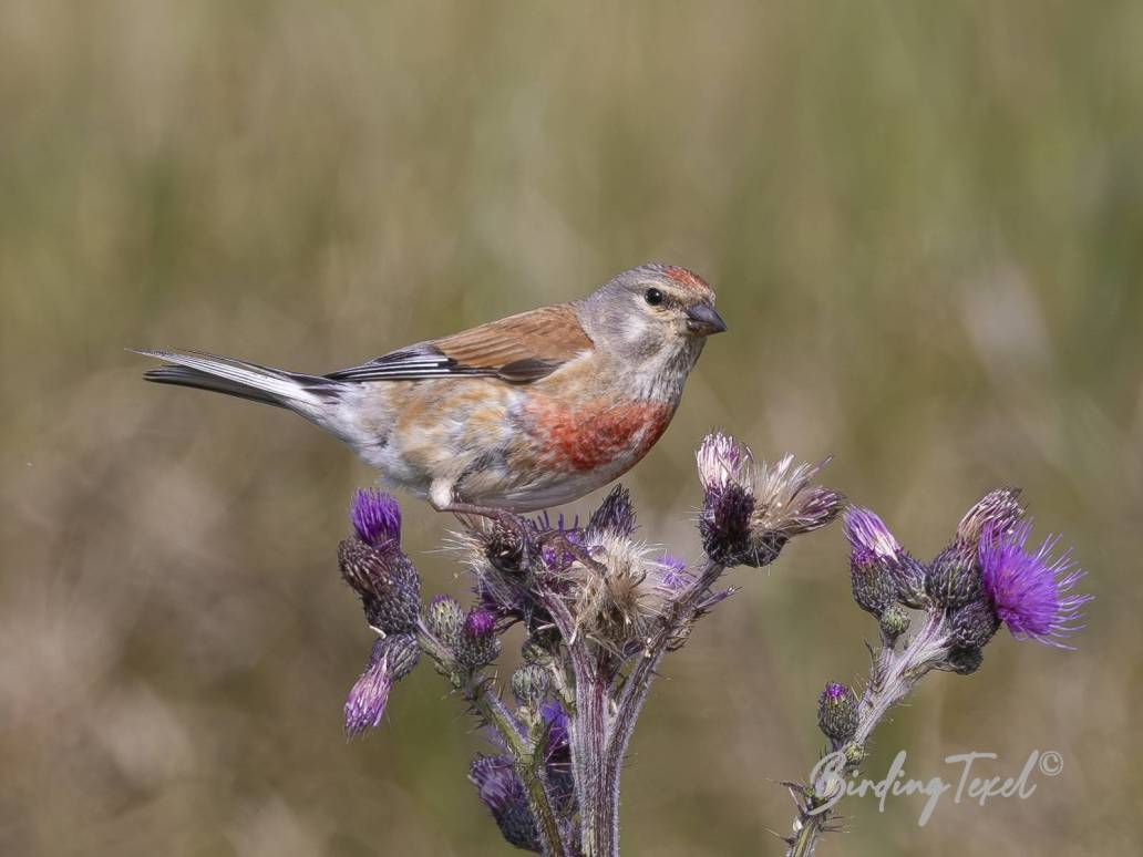 Kneu | Common Linnet (Carduelis cannabina) ♂, Texel 18062025Algemene broedvogel | Common breeding species