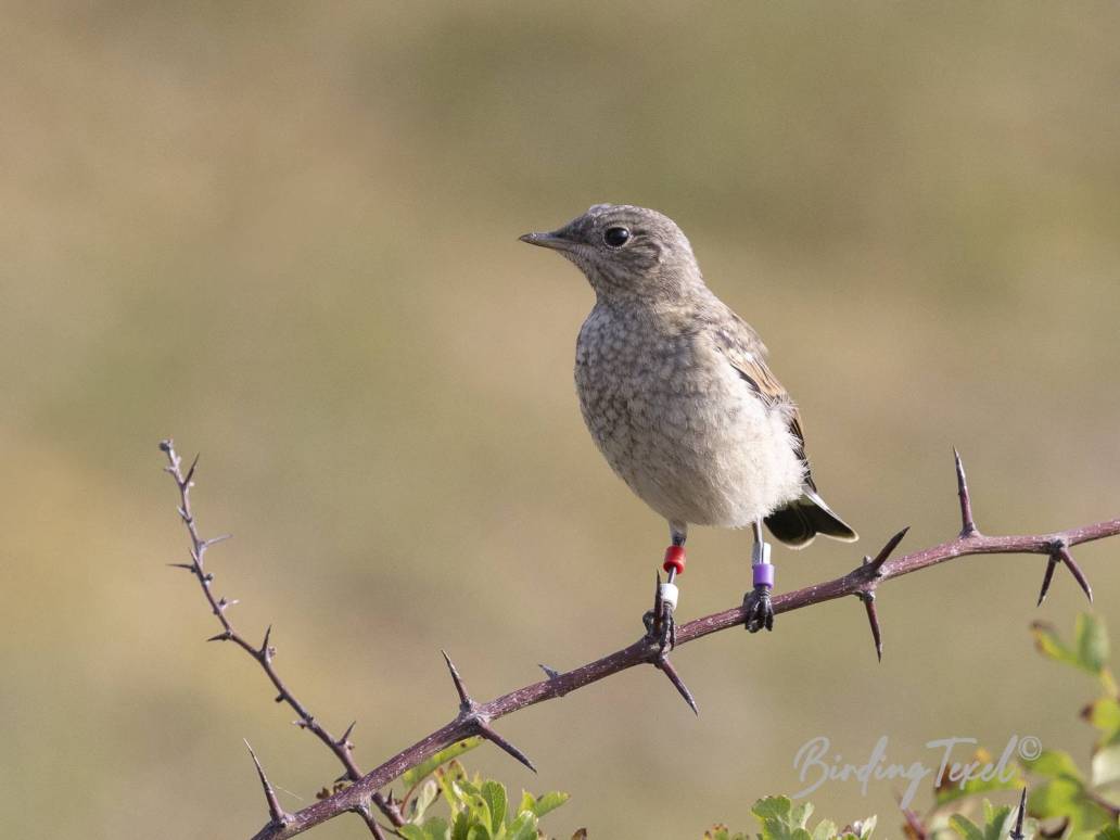 Tapuit | Northern Wheatear (Oenanthe oenanthe) juv, Texel 04062025Algemene broedvogel | Common breeding species