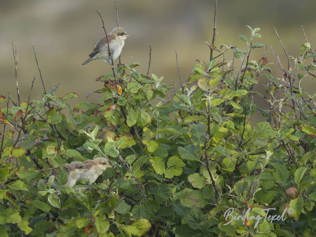 Grauwe Klauwieren | Red-backed Shrikes (Lanius collurio), 3 juv, Texel - 14072025