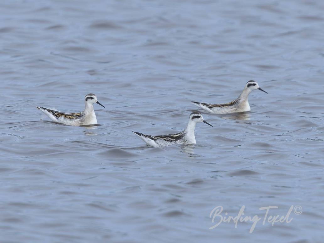 Grauwe Franjepoten | Red-necked Phalaropes (Phalaropus lobatus) 1ew, Texel 25082025