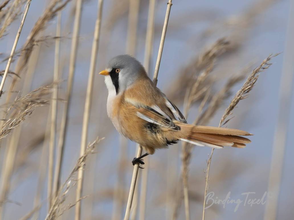 Baardman | Bearded Reedling (Panurus biarmicus) , ♂, Texel 11032026