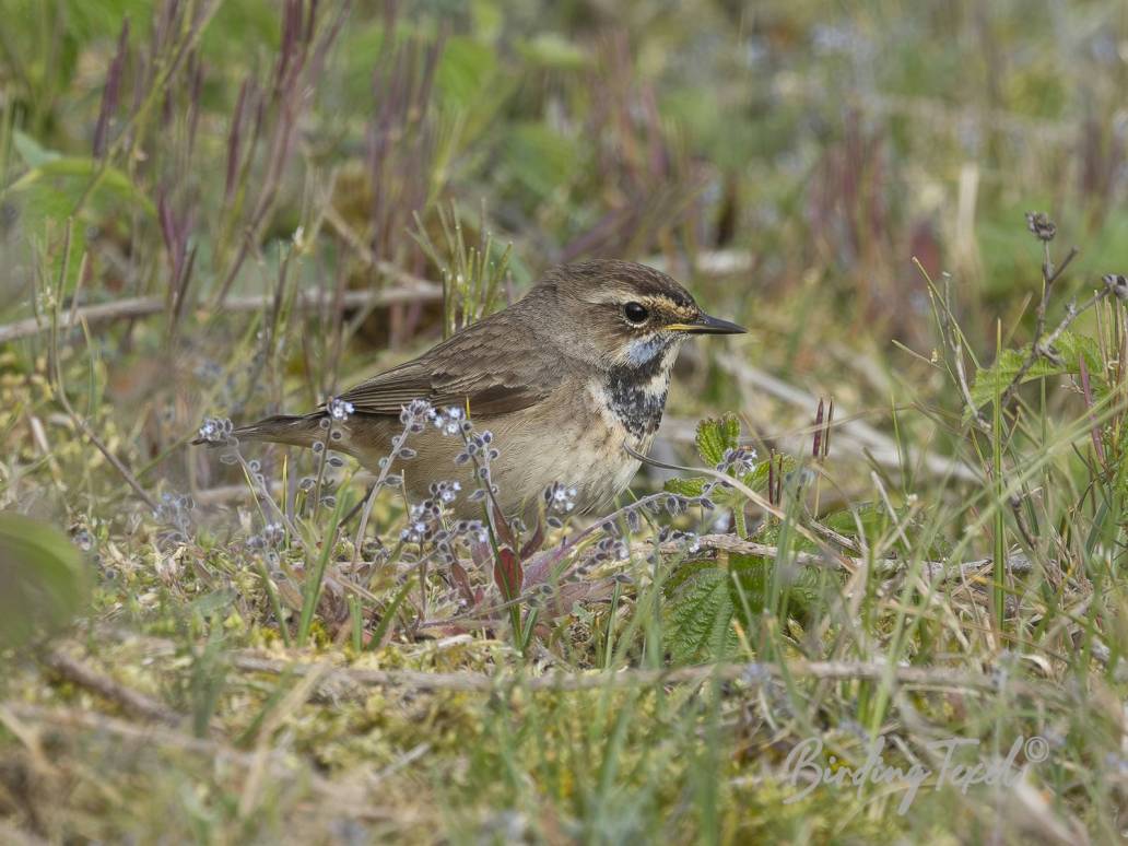 Blauwborst | Bluethroat (Luscinia svecica) ♀, Texel 03052026