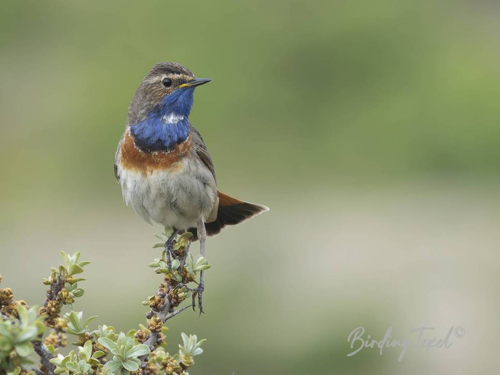 Blauwborst | Bluethroat (Luscinia svecica) ♂, Texel 03052026
