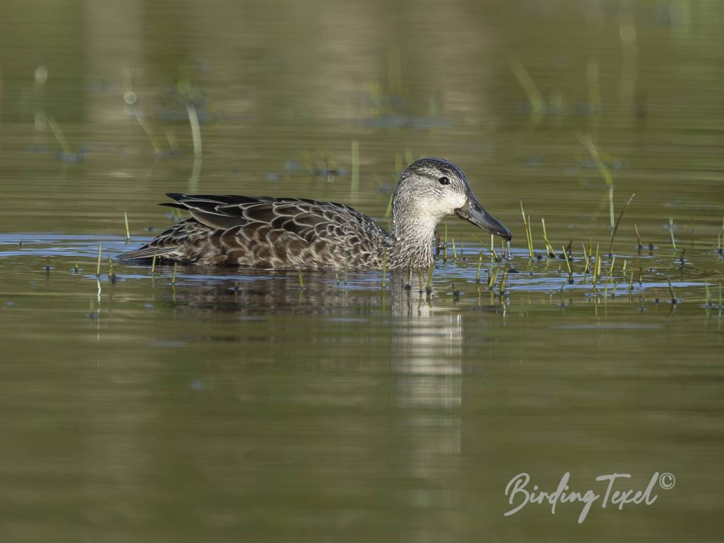 Blauwvleugeltaling | Blue-winged Teal (Anas discors) ♀, Texel 25042026