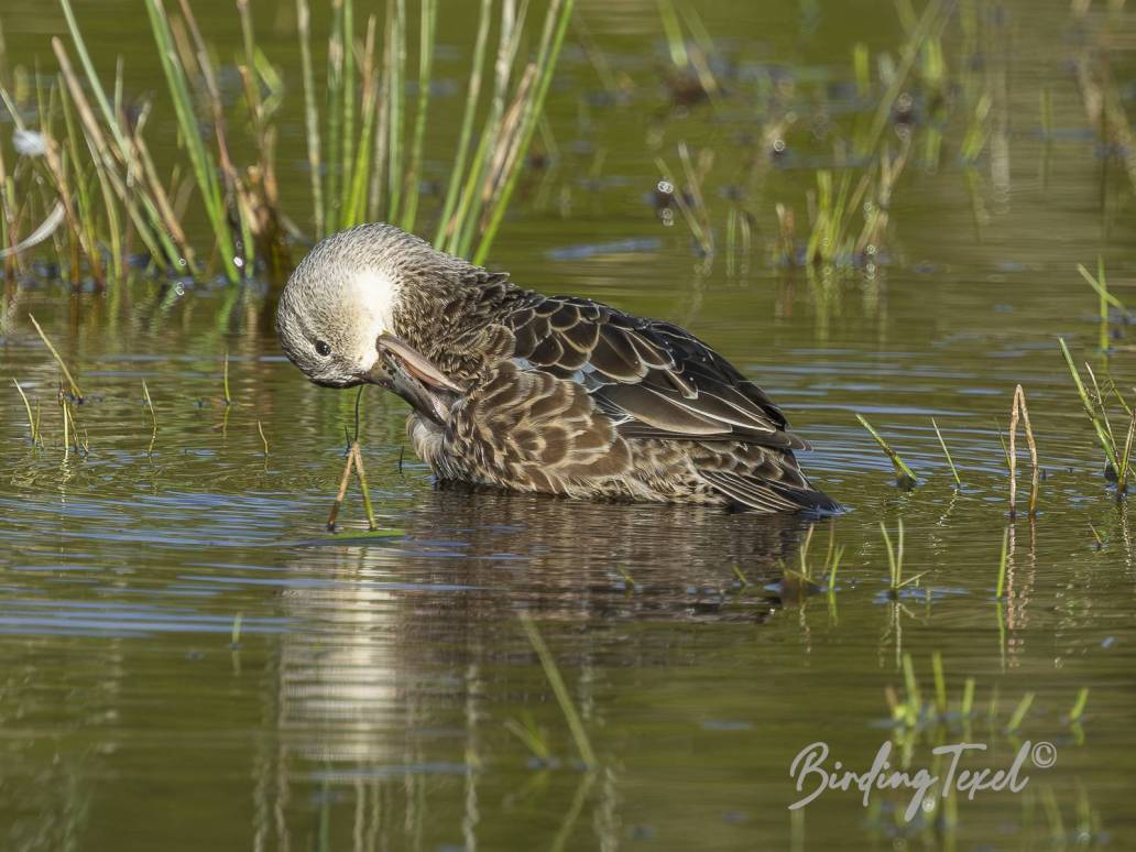 Blauwvleugeltaling | Blue-winged Teal (Anas discors) ♀, Texel 25042026