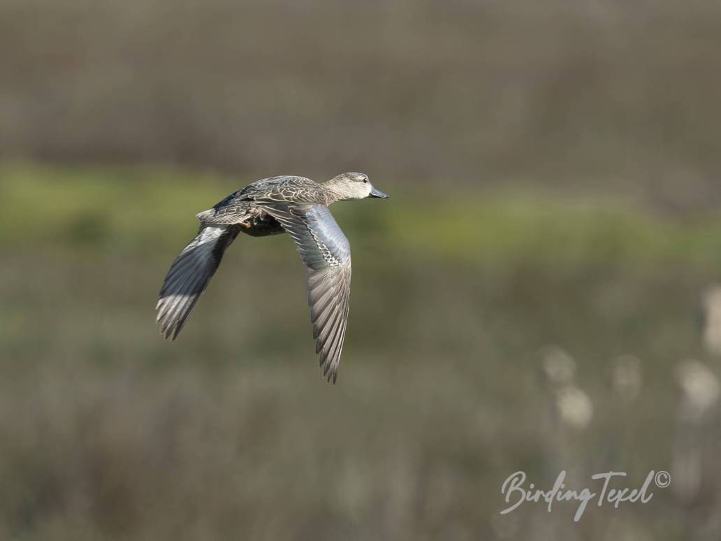 Blauwvleugeltaling | Blue-winged Teal (Anas discors) ♀, Texel 25042026