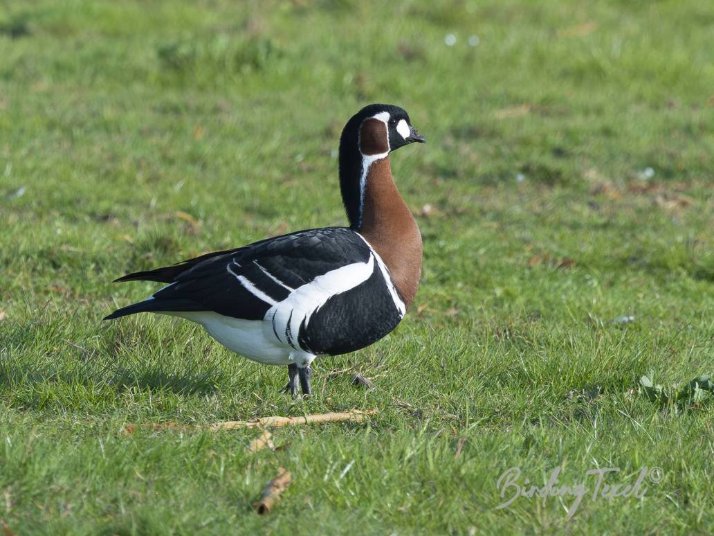 Roodhalsgans | Red-breasted Goose (Branta ruficollis) ad, Texel 05052026