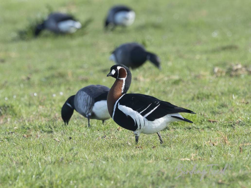 Roodhalsgans | Red-breasted Goose (Branta ruficollis) ad, Texel 05052026