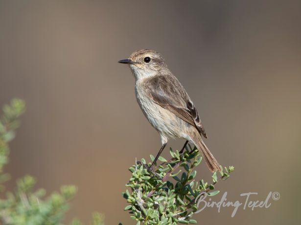 fuerteventurastonechat
