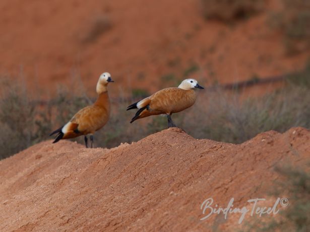 ruddyshelduck