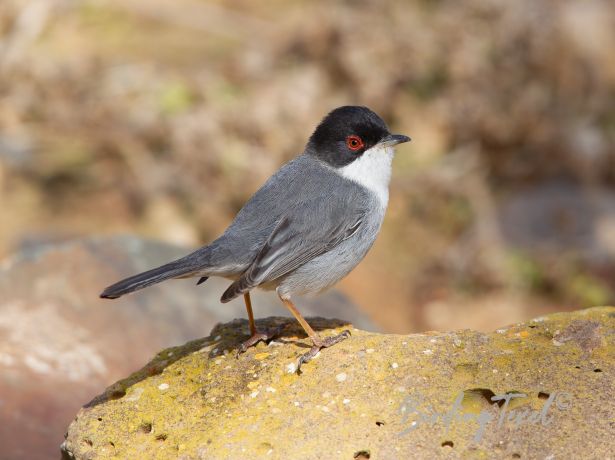sardinianwarbler