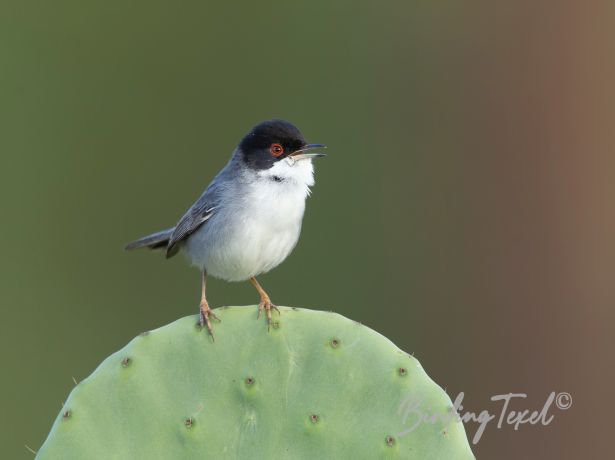 sardinianwarbler