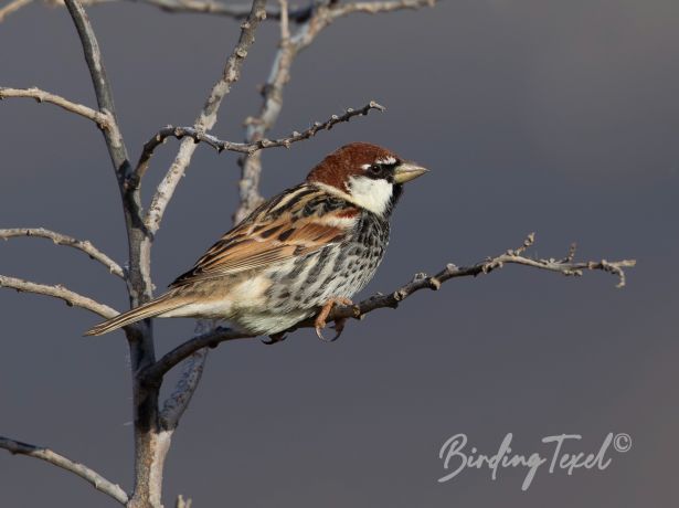spanishsparrow