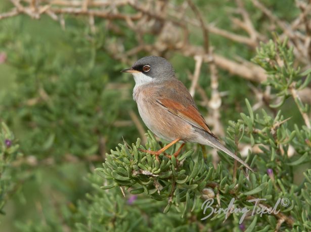 spectacledwarbler3122014