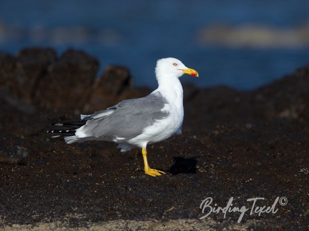 yellow leggedgull