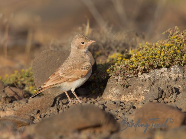 bar tailedlark9122015