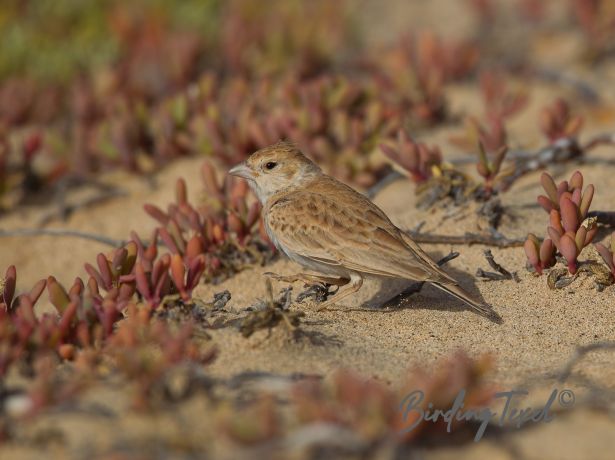 black crownedsparrow lark 31122015