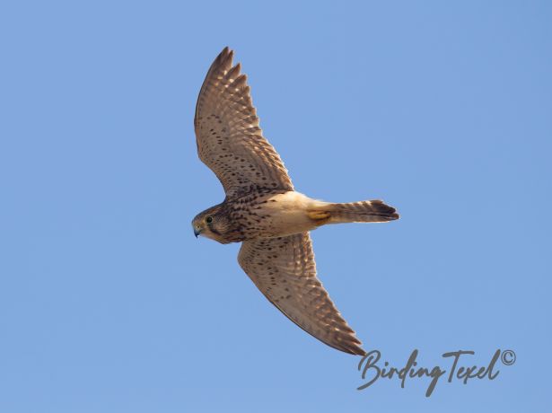 commonkestrel9122015