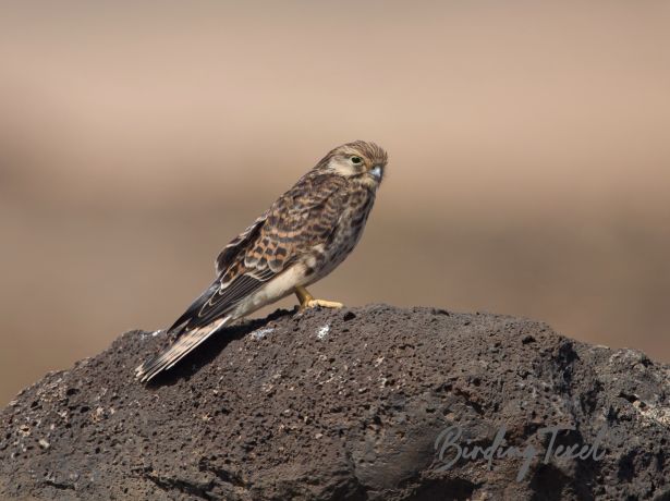 commonkestrel
