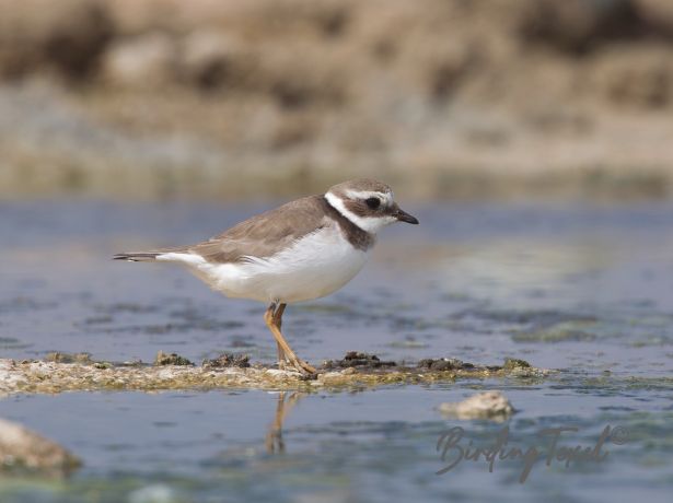 commonringedplover