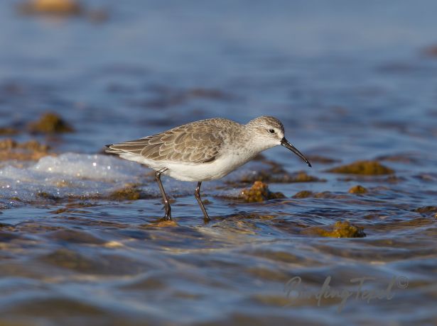 curlewsandpiper