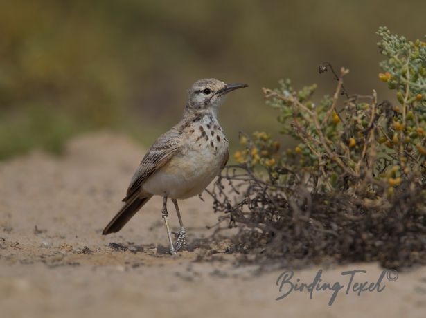 greaterhoopoelark7122015