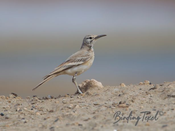 greaterhoopoelark 27122015