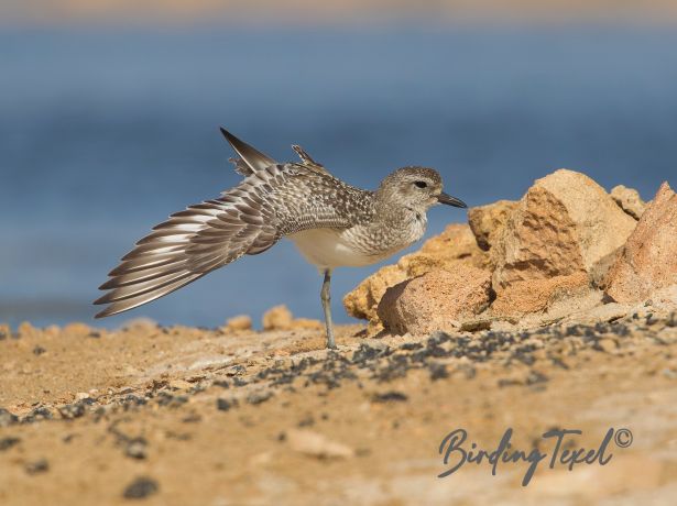 greyplover