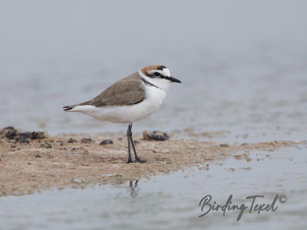 kentishplover