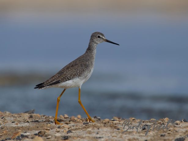 lesseryellowlegs7122015